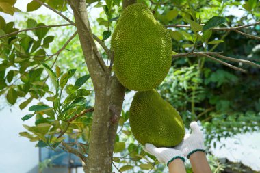 Jackfruit 'i elinde tutmak, çok yıllık bir bitkidir. Yaralı olduğunda gövde ve dalların kalın beyaz lateksleri vardır. Meyve büyük bir meblağ, olgunlaşmamış meyve, yeşil kabuk, kör dikenler..                                 