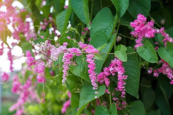Meksikalı sarmaşık, uzun yaprak sapları ve kalp şeklinde yaprakları olan küçük bir sarmaşıktır. Dallar boyunca kümeler halinde çiçek açar. Çiçekler pembe ve çiçeklerin şekli küçük bir kalbe benziyor..                               
