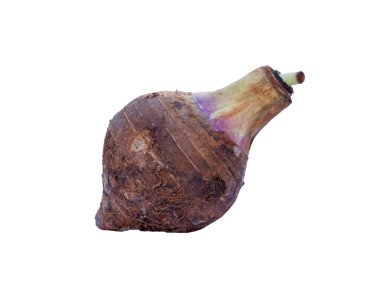 Taro kafası ve beyaz arka planda bırakır. Yumuşak ve seçici odak.                               