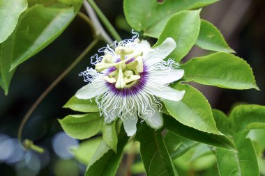 Tutku ağacının çiçeği mükemmel bir çiçektir. Beyaz yapraklar, yeşil sepaller. Daireler halinde sıralanmış uzantıları var. İplik gibi bir şekil. Taban koyu mor..                                