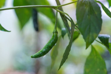 Bitkinin üzerine yağmur damlaları yapışmış çiğ biber yakın plan..                               