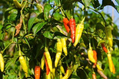 Endonezya 'nın en sıcak biberlerinden biri olan Cayenne biberi genellikle baharat ya da acı biber sosu olarak kullanılır..