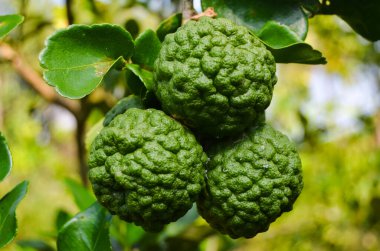 Kaffir limonu, baharat ve kozmetik malzemesi olarak kullanılır.