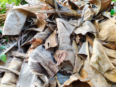 Kurutulmuş muz yaprakları el sanatları için kullanılabilir.