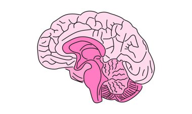 Beyin vektörü illüstrasyonunun çizgi sanat rengi