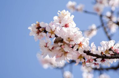 Branch Of Cherry Tree Or Japanese Sakura Tree With Pink Petals