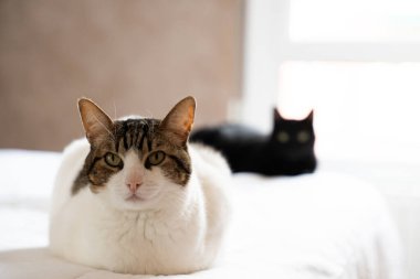 Evde iki kedi arasında bir arada yaşamak.