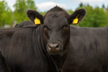 Siyah angus inek inek portresi