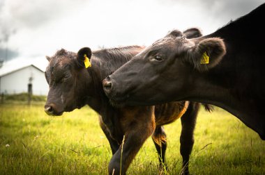 Siyah angus inek yalayan buzağı kafası portresi. Siyah angus inek yalayan baldır portresi. Yaz günü.