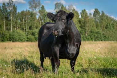 Yeşil çimlerde siyah angus ineği. Güneşli bir günde yeşil çimlerde duran siyah angus ineği.