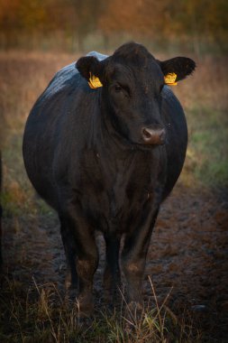 Black angus cow heifer front view on sunny day late evening clipart