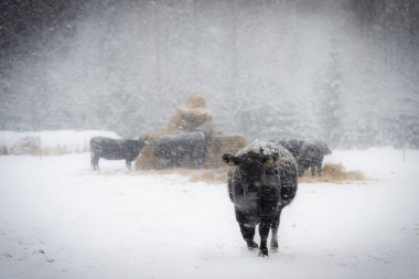 Black angus cow in snow behind pile of straw. Snowing heavily. clipart