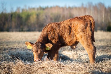 Black angus calf standing in straw early spring sunny day clipart