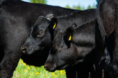 Arka planda Kara angus inek portresi gökyüzü. Güneşli bir gün