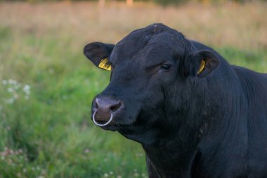 Siyah angus boğa portresi. Yaz akşamları sola bakıyor.