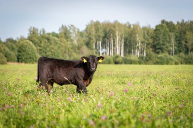 Kara angus yavrusu çimlerin üzerinde duruyor, arkasında orman var.