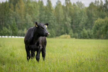Kara angus yavrusu çimlerin üzerinde duruyor, arkasında orman var.