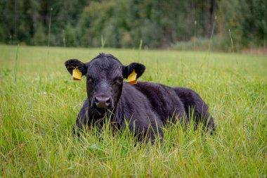 Kara angus yavrusu güneşli bir akşamda çimlere uzanıyor..