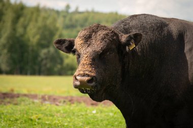 black angus bull portrait summer evening looking to left clipart