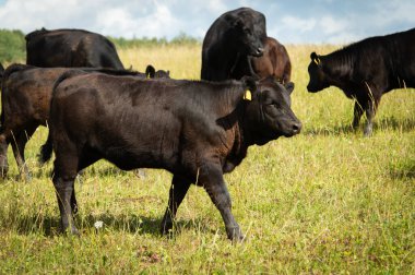 Siyah angus yeşil çimenli buzağılar. Kara angus buzağı çayırda yürüyor. Otlaklar. Yaz günü.