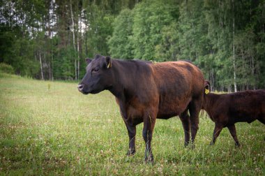 Yeşil çimlerde siyah angus ineği. Güneşli bir günde yeşil çimlerde duran siyah angus ineği.