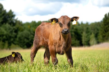 Black angus calf standing in grass, behind is forest clipart