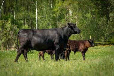 Kara angus ineği ve buzağı yaz günü çimlerin üzerinde duruyor.