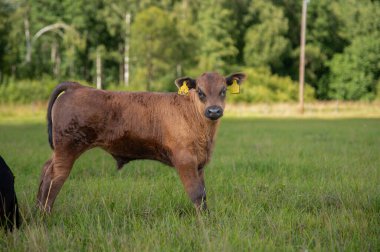Kara angus yavrusu çimlerin üzerinde duruyor, arkasında orman var.