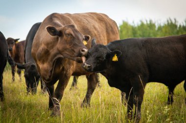 Siyah angus ineği otlakta buzağı yalıyor..