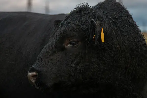 stock image Black angus bull head. Black angus bull portrait, looking to left. Raining.