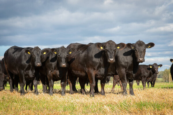 Black angus herd on meadow. Black angus cows, calves, heifers on meadow. Green grass and sunshine. Summer day at farmland.