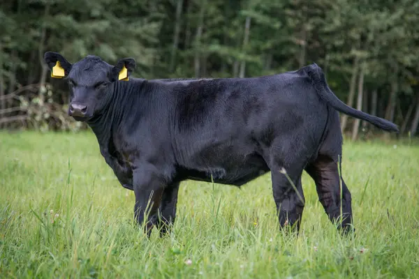 stock image Black angus calf standing in grass, behind is forest