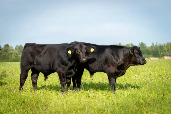 stock image Black angus bull calves standing in grass, summer day. Sunny