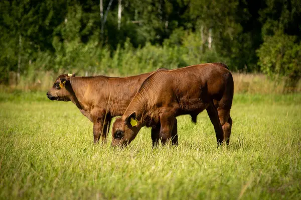 stock image Black angus calves standing in grass, behind is forest