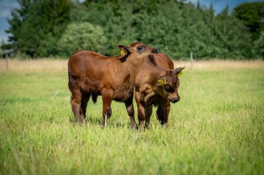 Kara angus buzağısı yaz günü çimlerin üzerinde duruyor.