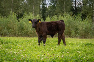 Kara angus buzağısı yaz günü çimlerin üzerinde duruyor.