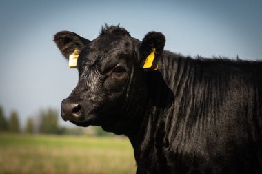 Çiftlikteki bir çayırda buzağı ineği.