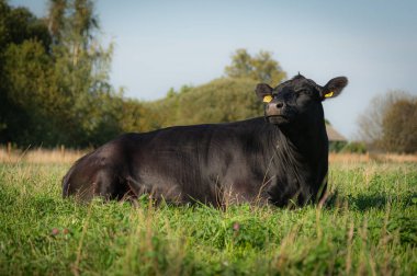 Siyah angus ineği çimenlerde yatıyor.