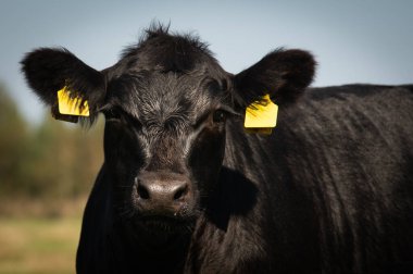 Siyah angus baldır portresi