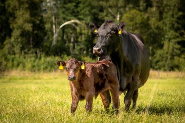 Güneşli bir günde yeşil çimlerde siyah angus ineği ve buzağı