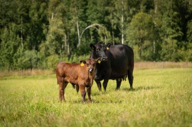 Güneşli bir günde yeşil çimlerde siyah angus ineği ve buzağı