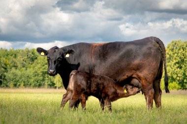 Siyah angus ineği yeşil çimlerde emziriyor buzağıyı