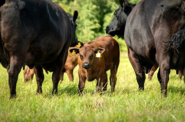 Kara angus buzağısı yaz günü çimlerin üzerinde duruyor.