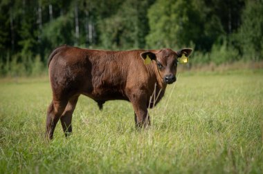 Kara angus buzağısı yaz günü çimlerin üzerinde duruyor.