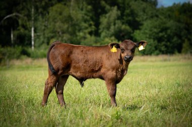 Kara angus buzağısı yaz günü çimlerin üzerinde duruyor.