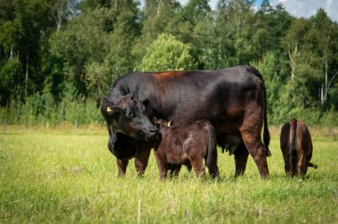 Siyah angus ineği yeşil çimlerde emziriyor buzağıyı