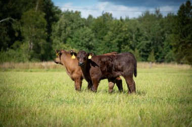 Kara angus buzağısı yaz günü çimlerin üzerinde duruyor.