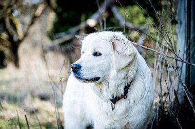 Beyaz bir köpeğin portresi, Slovak Cuvac köpek portresi ilkbaharın başlarında, koruyucu köpek.