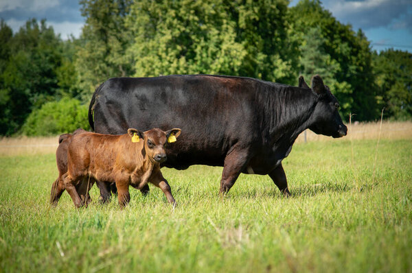 Black angus calf and cow on summer day swalking in grass
