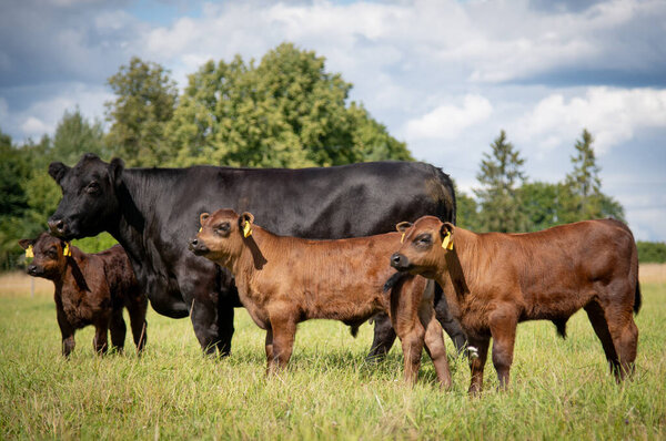 Black angus cow in green grass on summer with calves